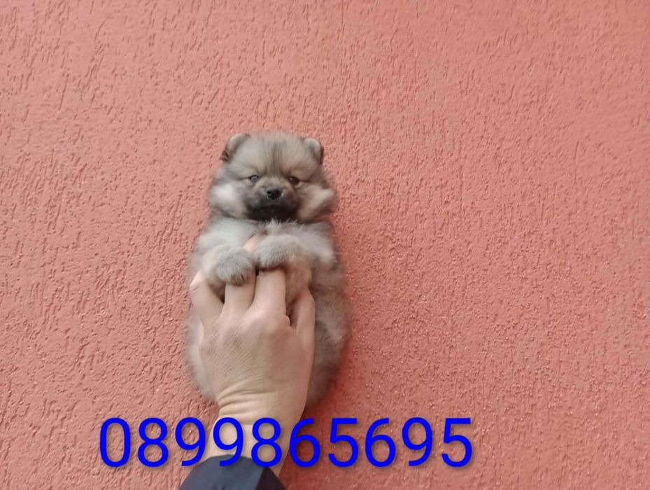 Мъжки Померан !!