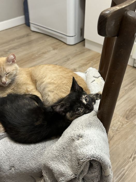Отдам котёнка девочку