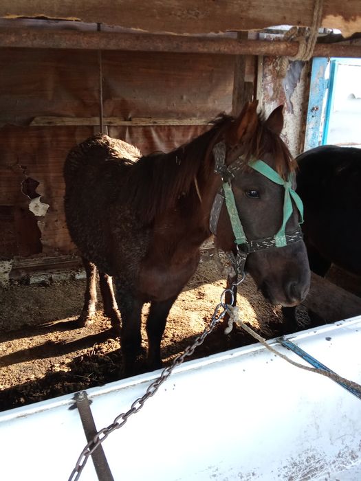 Продаю кунана  жырный