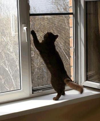 Москитные сетки Антикошка!