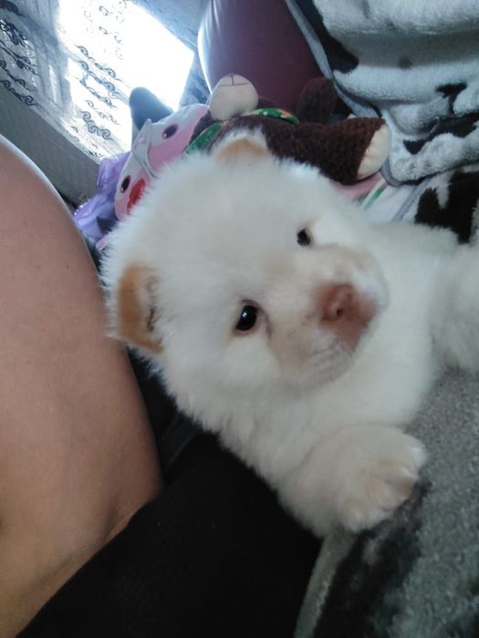 Băiețel chow chow