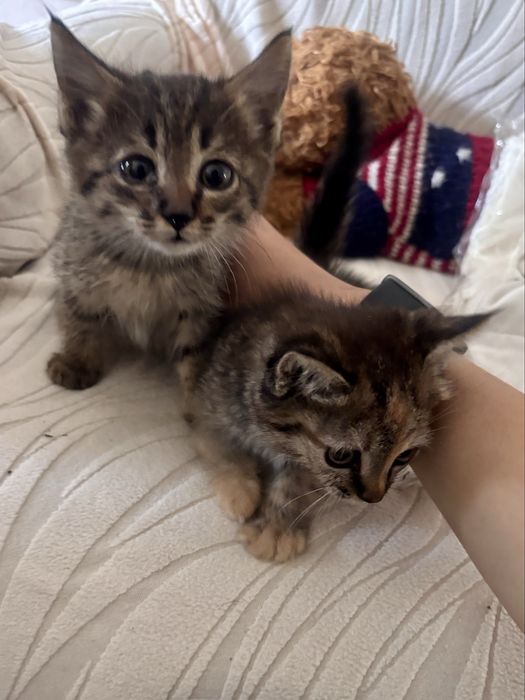 Отдаю котят в добрые руки