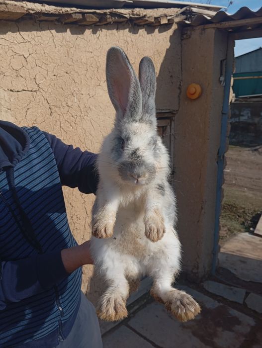 Rasmda onasiyam bor 6 kg velikan quyon bolalari