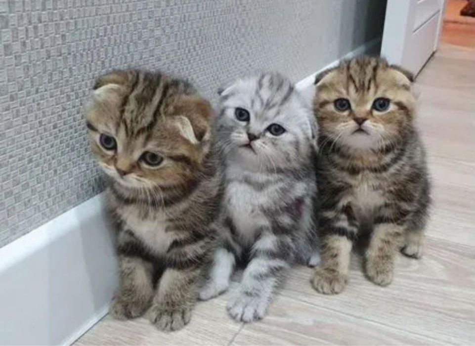 Очаровательные Котята