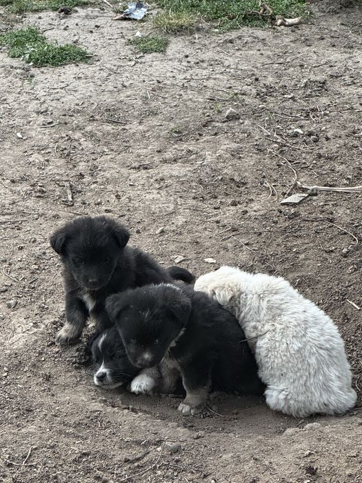 Щенята (5 штук)