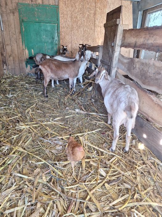 Capre anglonubian ediția anglonubian