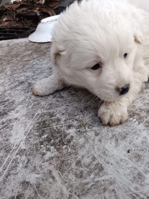 Catei pentru adoptie