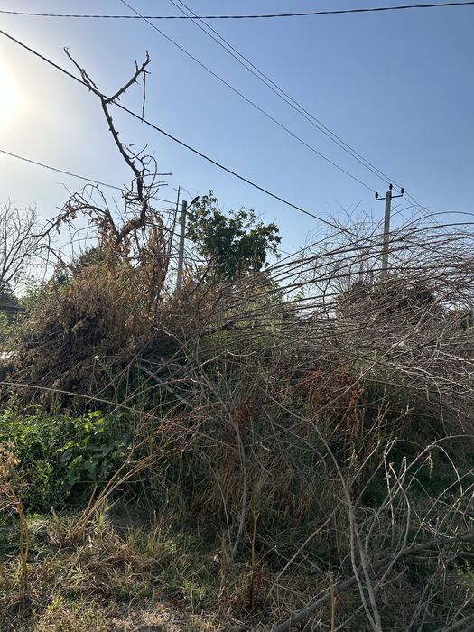 Тұт ағашы Отын бар