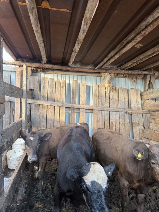 Продам телят январьских