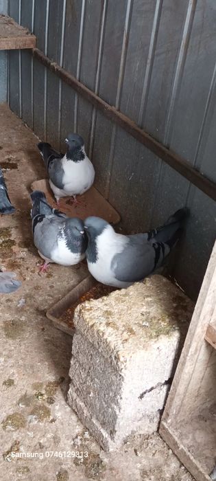 DISPONIBILI  se dau toți 4 Perechi  .mai am și 2 perechi Turturele