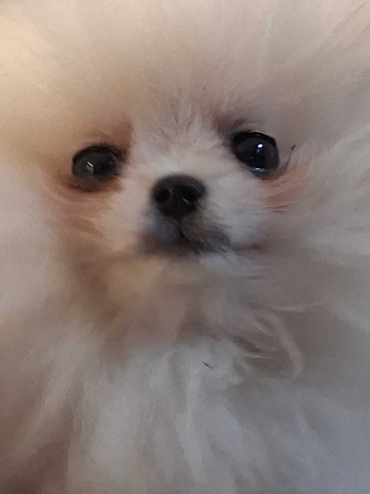 Померан момче на 2 месеца