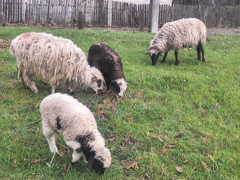 Oi tinere de vânzare ...