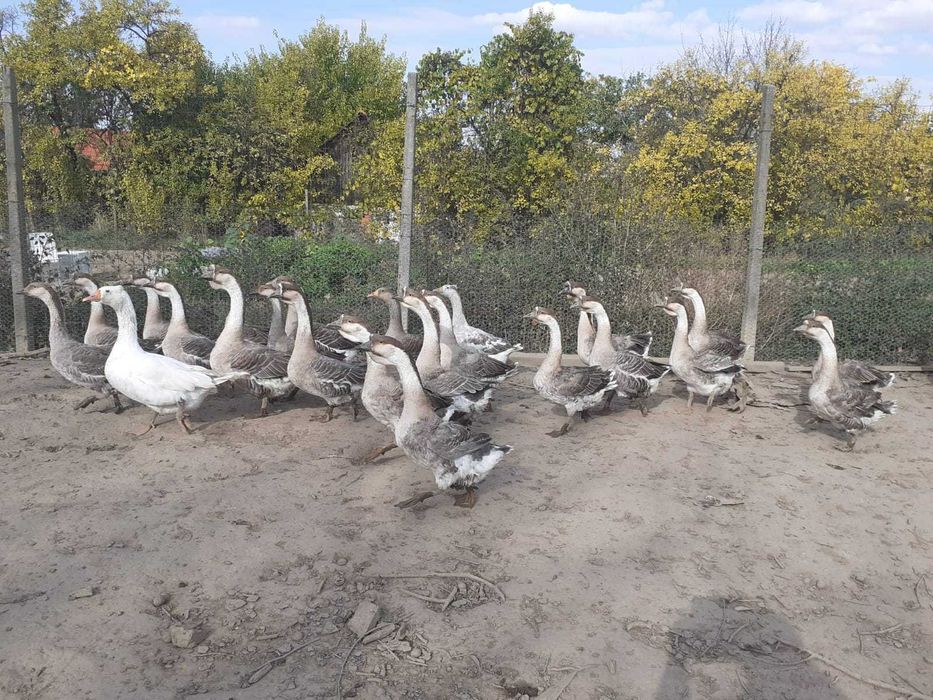 gaste/gasca americane de vinzare