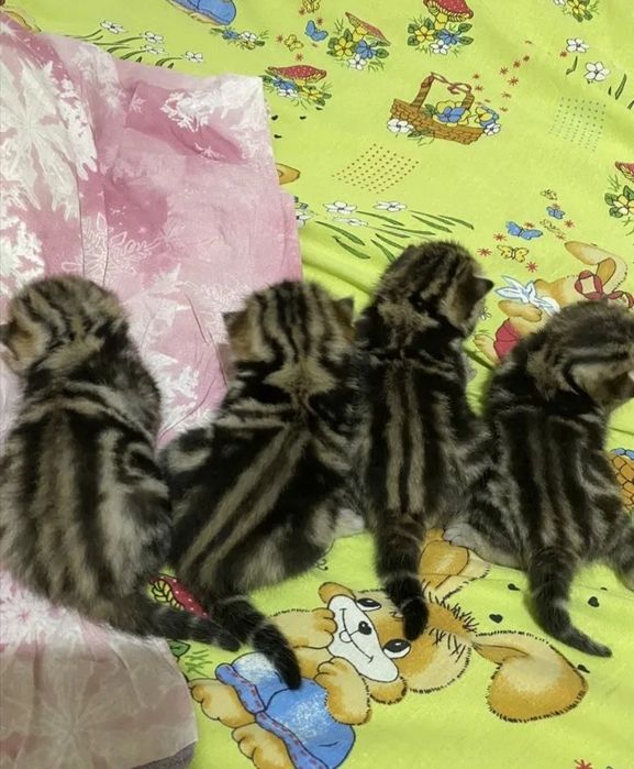 Вязка опытного кота