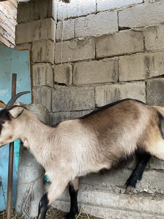 Парода ешкілер сатылады