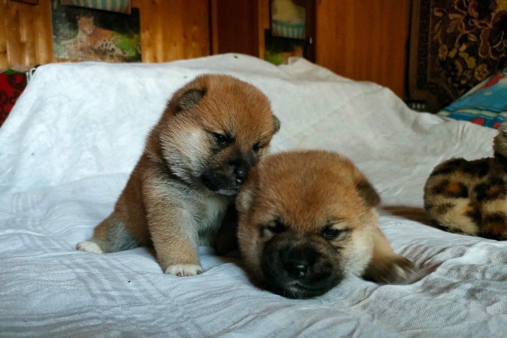 Сибаину два мальчика