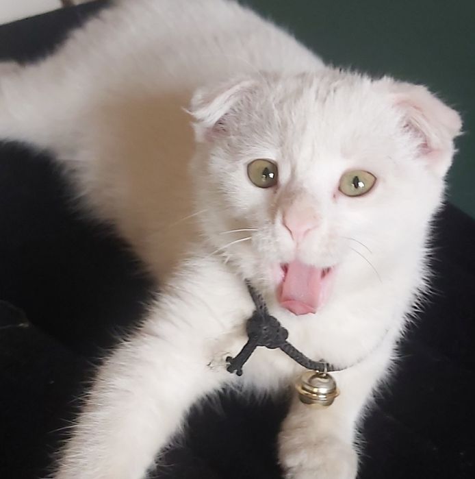 Мушук киз бола 4 ойли