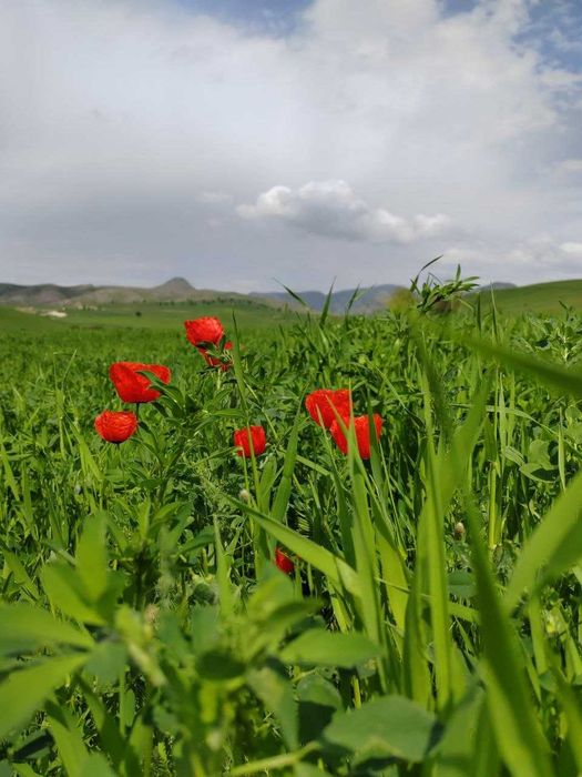Поездки в горы и на природу