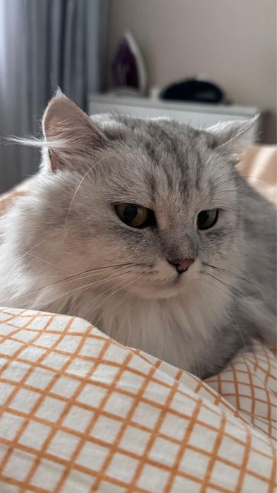 Кошка шотландская