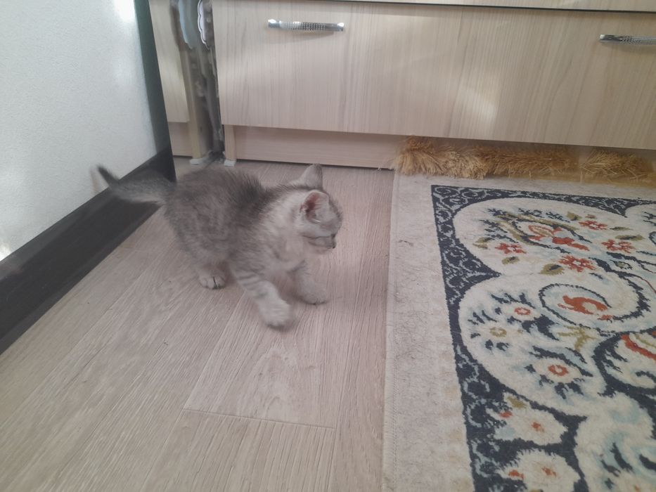 Котята бесплатно