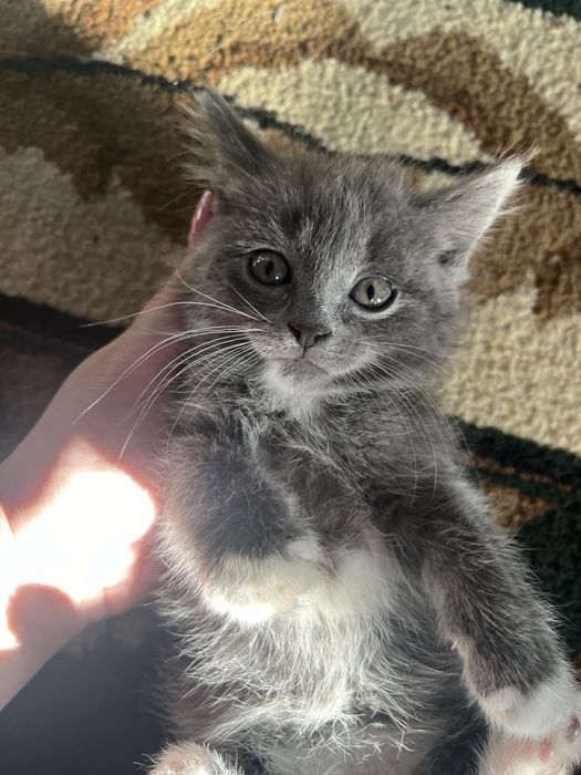 Отдам котят бесплатно