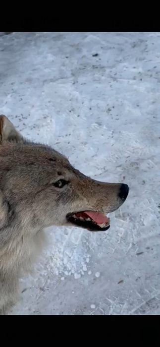 Продам Волка. Крупный , Большой