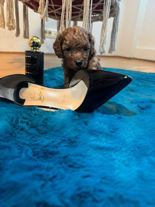 Poodle baietel jucăuș și iubitor