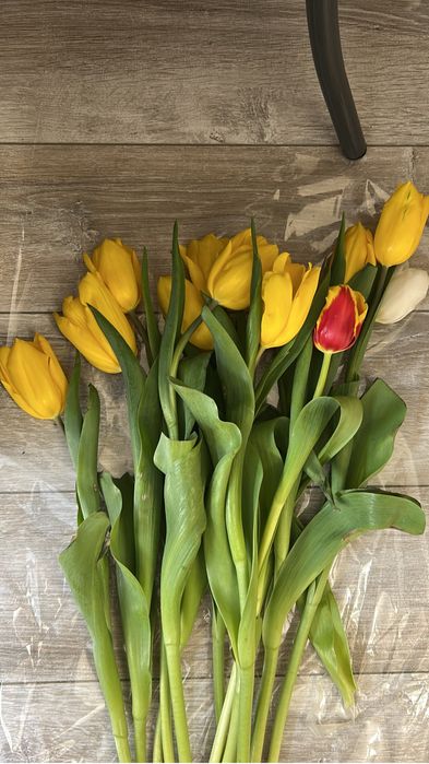 Продам цветы тюльпаны