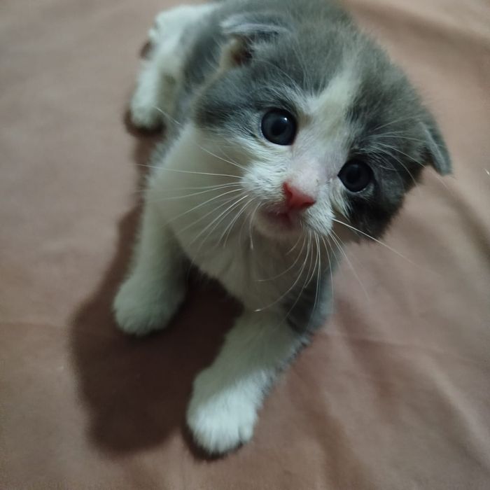 Продам британских котят