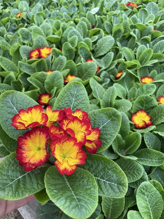 Пролетни цветя за 8 - ми март