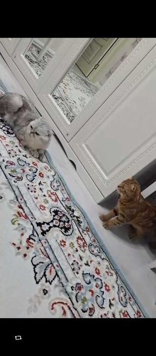 Продам котят Шотландский Вислоух