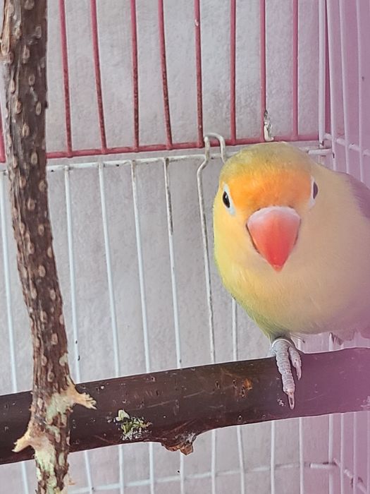 Папугай неразлучник ,самец 8 мес