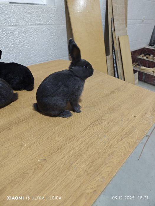 Кролики декоративные карликовые