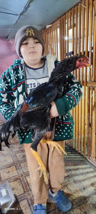 Продаются привозные корейские петухи