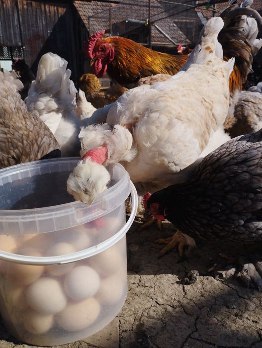 Ouă de la găini colorate