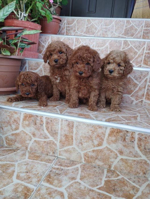 Мини Пудел Mini Pudel.