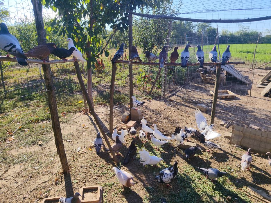 Porumbei de vânzare