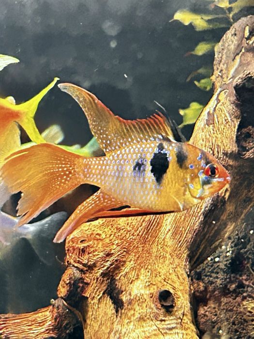 Vietăți acvariu Ciclide German blue Ram