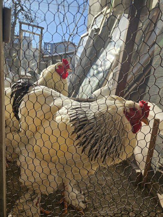 Петли колумбийска брама