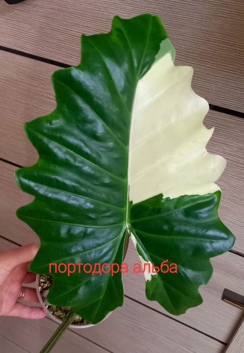 Вариегатные алоказии