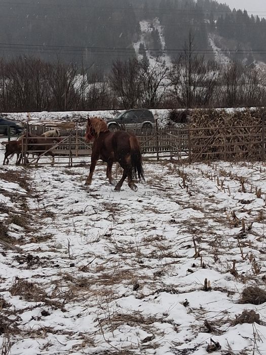 Armăsar de 3ani de vânzare