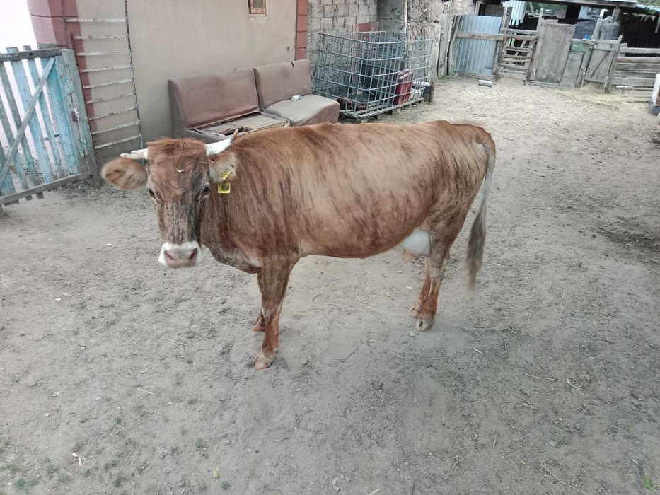 Продам животное крс