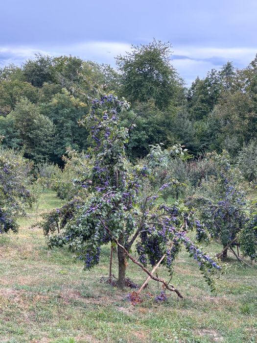 Vând Prune Anașpet