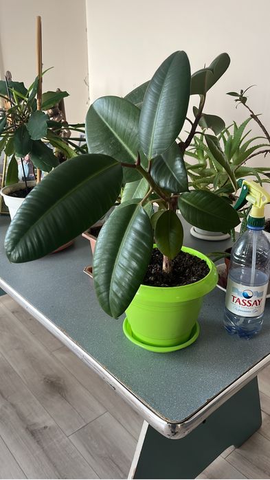 Домашние цветы в горшках