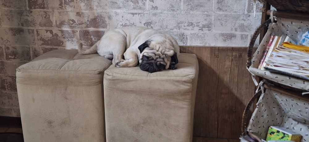 Мопс для вязки, наш мопс Тедди ищет спутницу