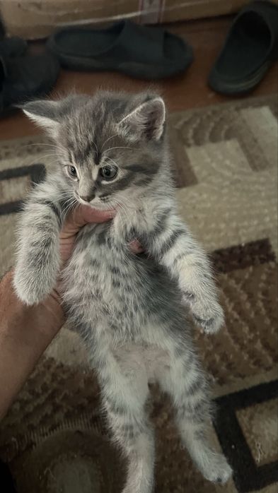 Милые котята 2 месяца