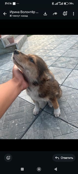 Щенок  бесплатно