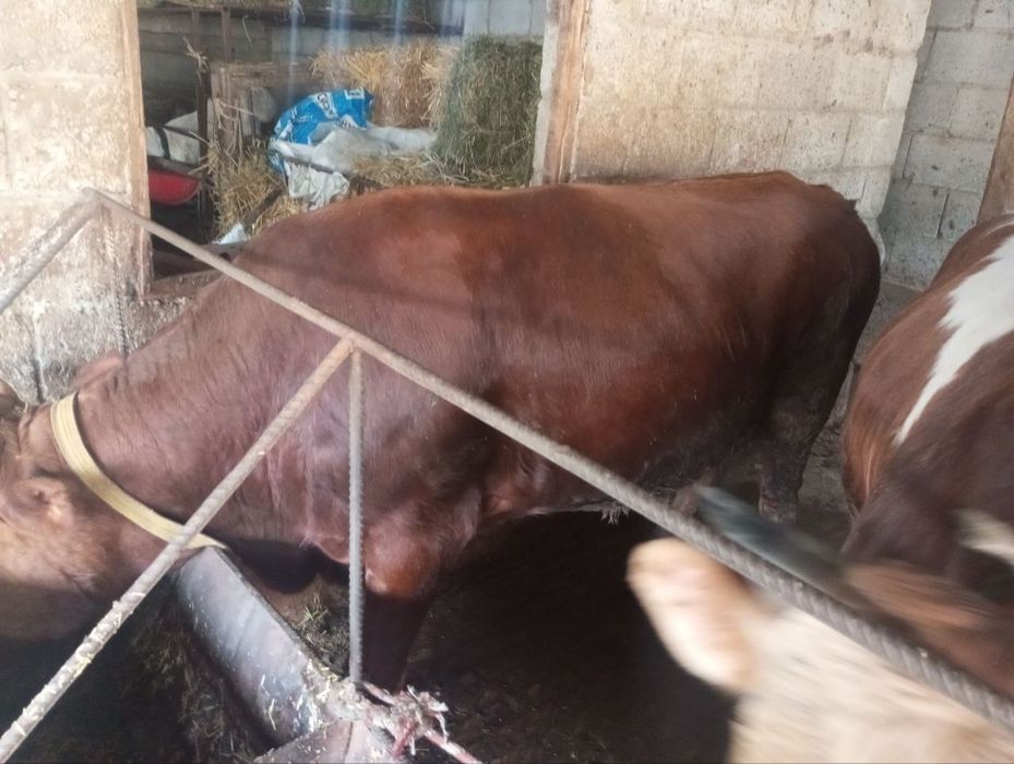 Buqalar sotiladi yeb ichishi zòr soğlom