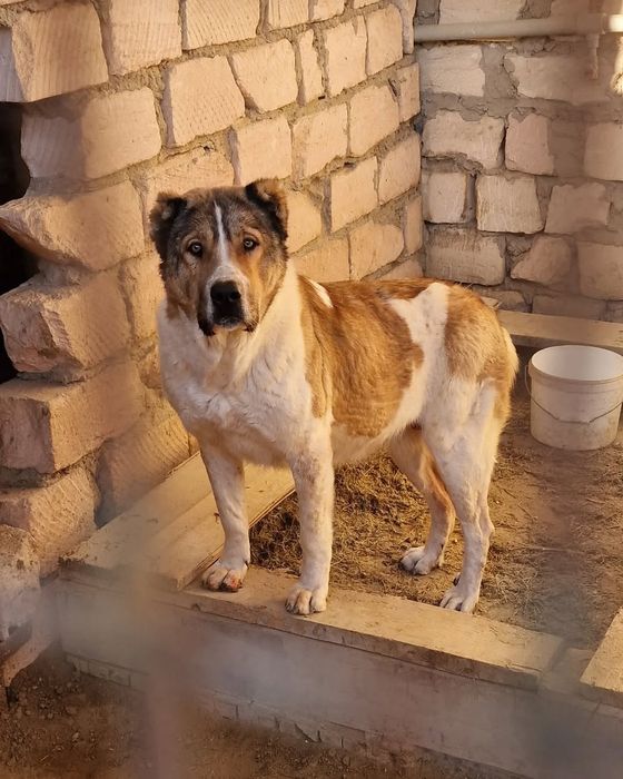 Дочька Халка 3х Чемпиона