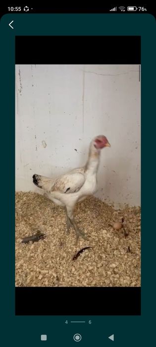 Бойтсовы Дакан курица